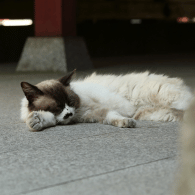 MOGGU40